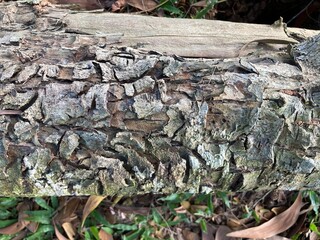 old wood Peeling bark, peel off background, wooden abstract texture ,wooden abstract background