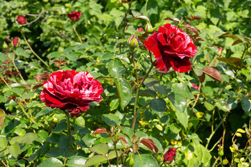 Decorative red rose and green leaves