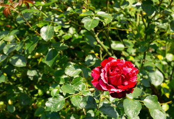 Decorative red rose and green leaves