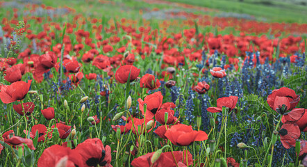Red poppy flowers and blue false indigo blooming in a meadow