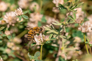 Honey bee collecting nectar in a meadow with white clover.