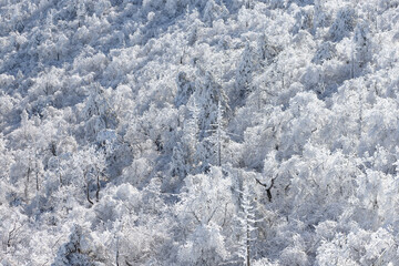 Mountain with the hoarfrost on the trees at Yongpyong Ski Resort, Mountain Winter South in Korea.