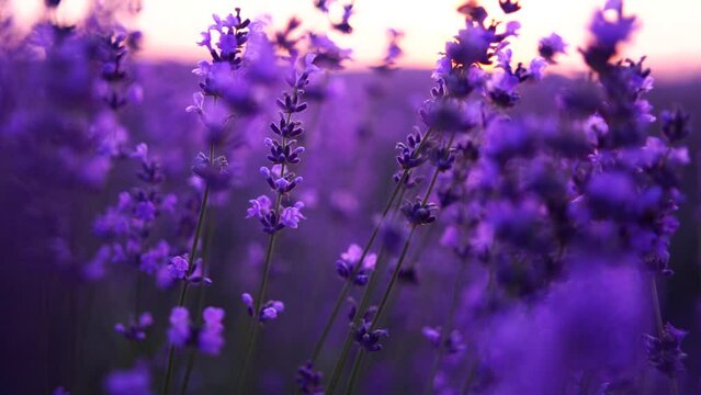 Blooming lavender field. Beautiful purple flowers. Regional organic cultivation. aromatherapy essential oils