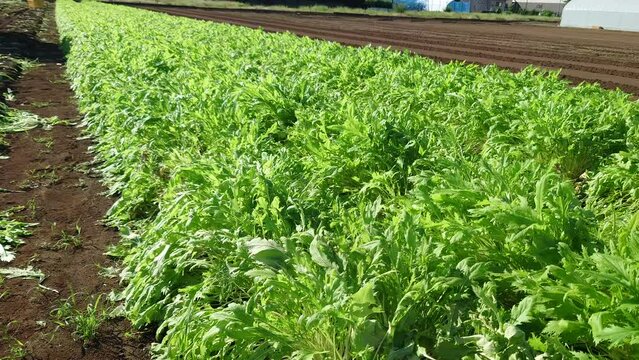水菜、みずな、埼玉県入間郡三芳町藤久保産、畑