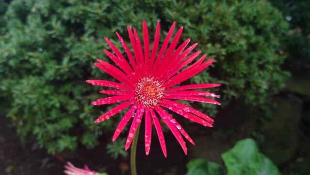 花、埼玉県入間郡三芳町藤久保撮影、自宅庭