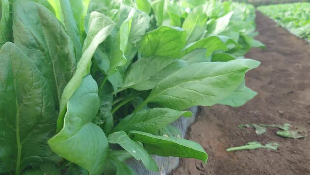 ほうれん草畑、埼玉県入間郡三芳町藤久保にて撮影