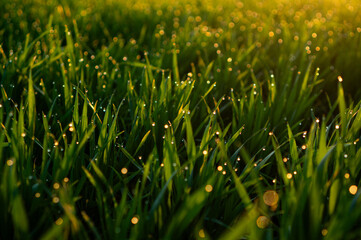 Fototapeta na wymiar Green young wheat grass with dewdrops against the backdrop of a sunlit sunrise, adorned with sunbeams.
