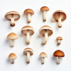 Photograph set of mushrooms, top down view, wite background