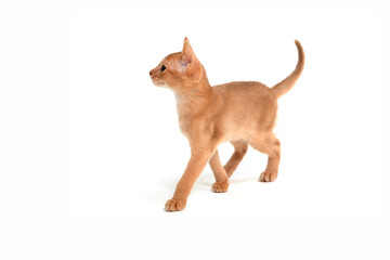 ginger purebred kitten sits on an isolated white background