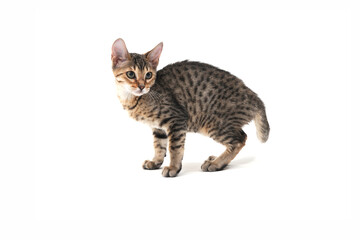 Obraz premium Purebred smooth-haired cat on a white isolated background