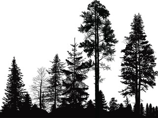 forest with high trees silhouettes on white