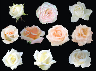 ten light rose blooms isolated on black