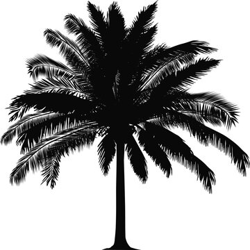 single black lush palm tree isolated on white