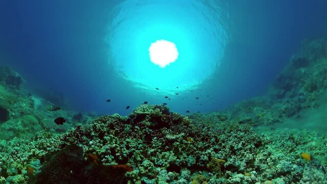 Tropical fishes and coral reef underwater. Hard and soft corals, underwater landscape. Travel vacation concept.