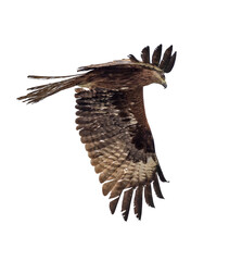 isolated large dark black kite in flight
