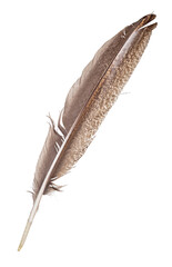 isolated on white crane large brown feather
