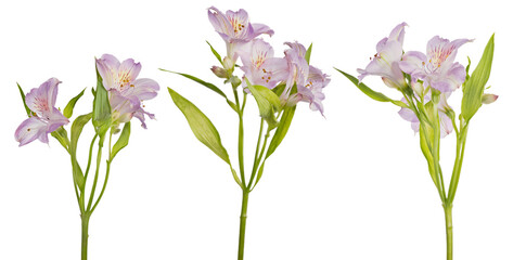 three branches of light lilac freesia flowers isolated on white