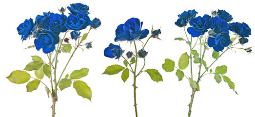 fine three roses with many dark blue blooms on white