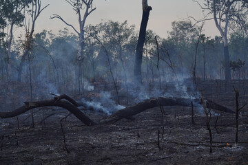Burnt forest after bushfire with logs still smoking