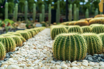 Group of small round cacti plant to many in natural garden and various cactus trees farm and sharp thorns to growing on white gravel stones for desert tree decoration and green nature background - obrazy, fototapety, plakaty