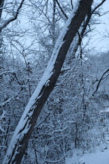 Winter forest snowy background