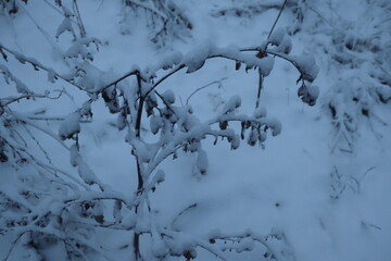 Winter forest snowy background