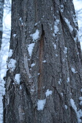 Fototapeta na wymiar Winter forest snowy background