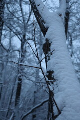Winter forest snowy background