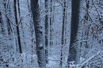 Fototapeta premium Winter forest snowy background
