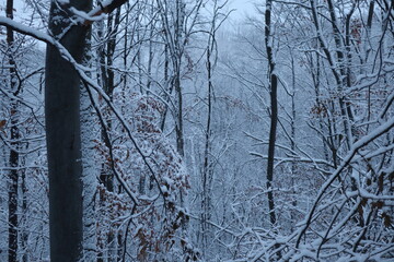 Winter forest snowy background