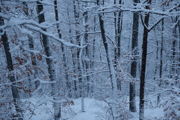 Fototapeta premium Winter forest snowy background