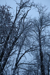 Winter forest snowy background