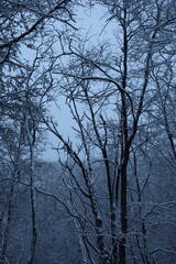Winter forest snowy background