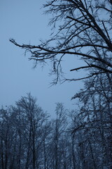 Winter forest snowy background