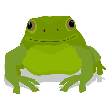 vector of a green frog isolated on white background. eps 10. 