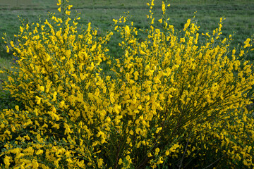 Cytisus scoparius common broom shrub with yellow flowers selective focus