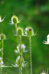 Blooming cutleaf teasel - dipsacus laciniatus - with cute bumblebee on one of flowers on a sunny...