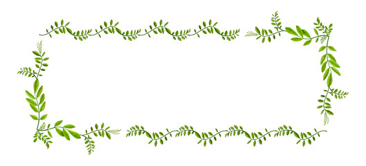 A frame of green acacia leaves isolated on a white background. .Pattern of young acacia leaves  in a floral waved garland.Design element for poscards, wedding cards and invitations.Overlay background.