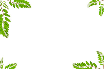 A frame of green acacia leaves isolated on a white background. Overlay background, copy space.