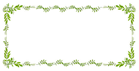 A frame of green acacia leaves isolated on a white background. .Pattern of young acacia leaves  in a floral waved garland.Design element for poscards, wedding cards and invitations.Overlay background.