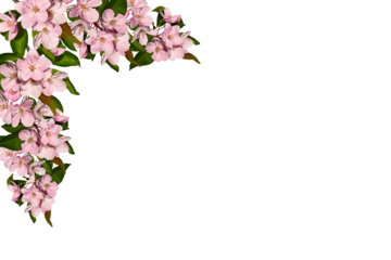 Spring flower corner arrangement. Frame of pink apple tree flowers isolated on white background. Design element for creating collage or designs, wedding cards and invitation. Overlay background.