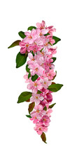 Spring flower arrangement of pink apple tree flowers (collage). Design element for creating collage or designs, cards, wedding decor and invitations. Flower garland isolated on white background.