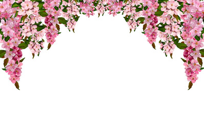Obraz na płótnie Canvas Spring flower arrangement Festive frame border of pink apple tree flowers isolated on white background. Design element for creating postcard, wedding cards and invitation. Overlay background.