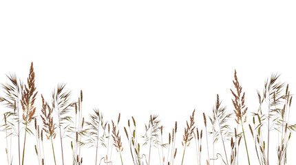 Meadow grass frame border with spikelets isolated on white background. Dry meadow grass with fluffy...