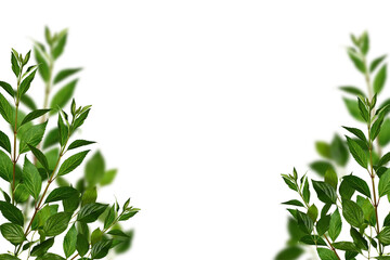Fresh green shrub branches as a frame, leaves border. Natural green branches and leaves, overlay background.