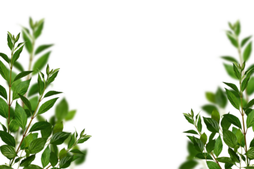 Fresh green shrub branches as a frame, leaves border. Natural green branches and leaves, overlay background.