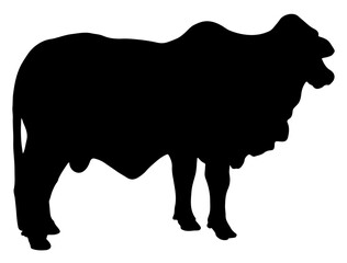 Brahman Bull silhouette vector art white background