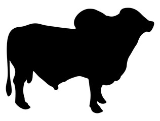 Brahman Bull silhouette vector art white background