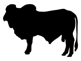 Brahman Bull silhouette vector art white background