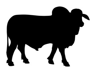 Brahman Bull silhouette vector art white background